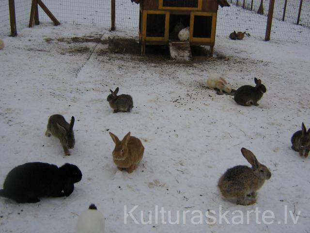 Zemnieku saimniecība "Guntiņi"